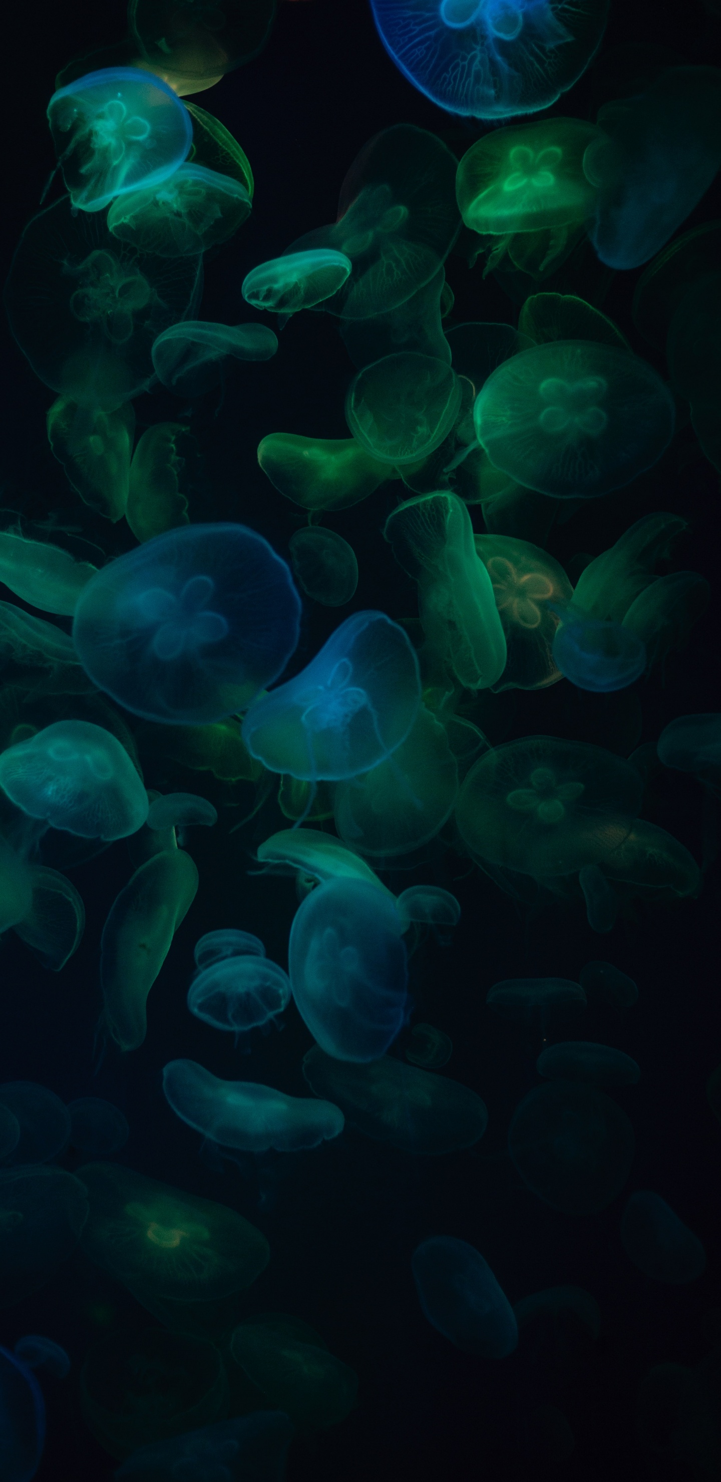 Medusas Azules y Blancas. Wallpaper in 1440x2960 Resolution