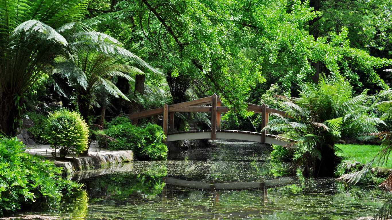 Green Trees Near Body of Water During Daytime. Wallpaper in 1366x768 Resolution