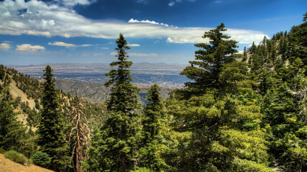 Green Trees Under Blue Sky During Daytime. Wallpaper in 1280x720 Resolution