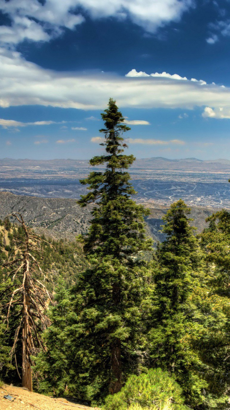 性质, 荒野, 多山的地貌, 云杉, 植被 壁纸 750x1334 允许