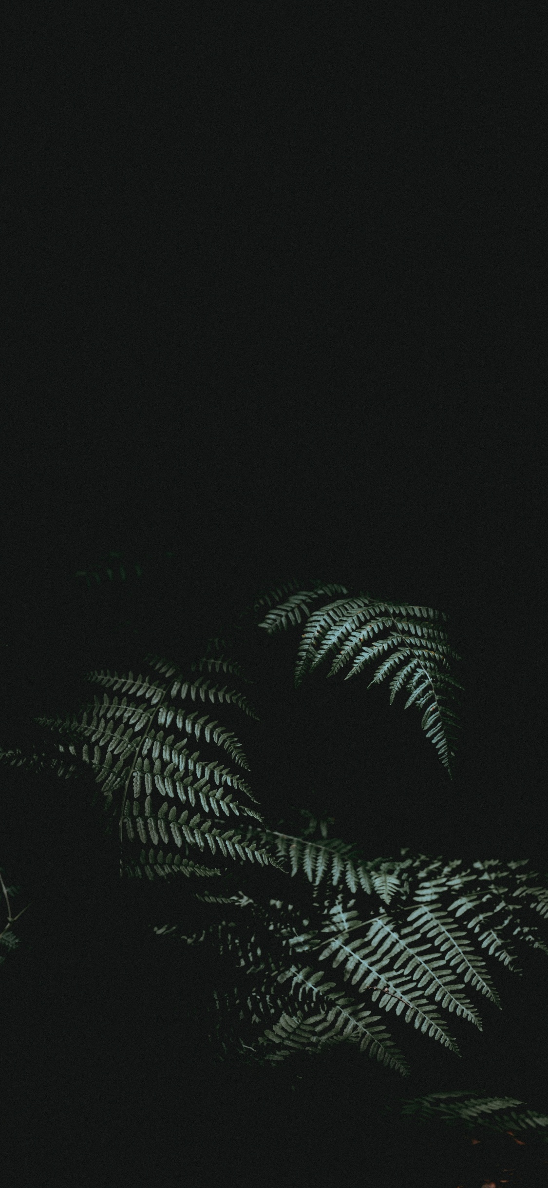 Schwarz, Atmosphäre, Baum, Nacht, Monochrom. Wallpaper in 1125x2436 Resolution