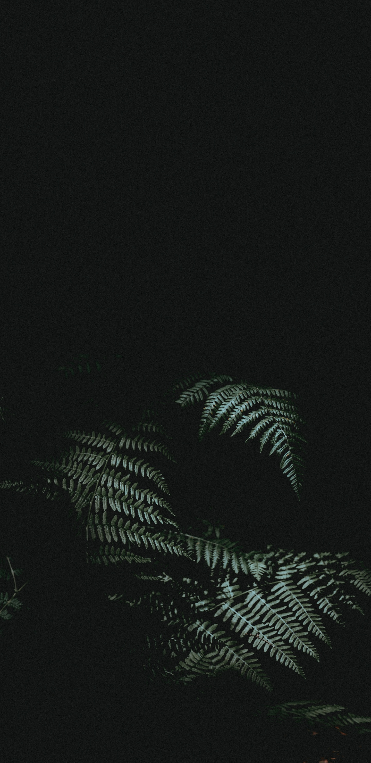 Negro, Ambiente, Monocromo, en Blanco y Negro. Wallpaper in 1440x2960 Resolution