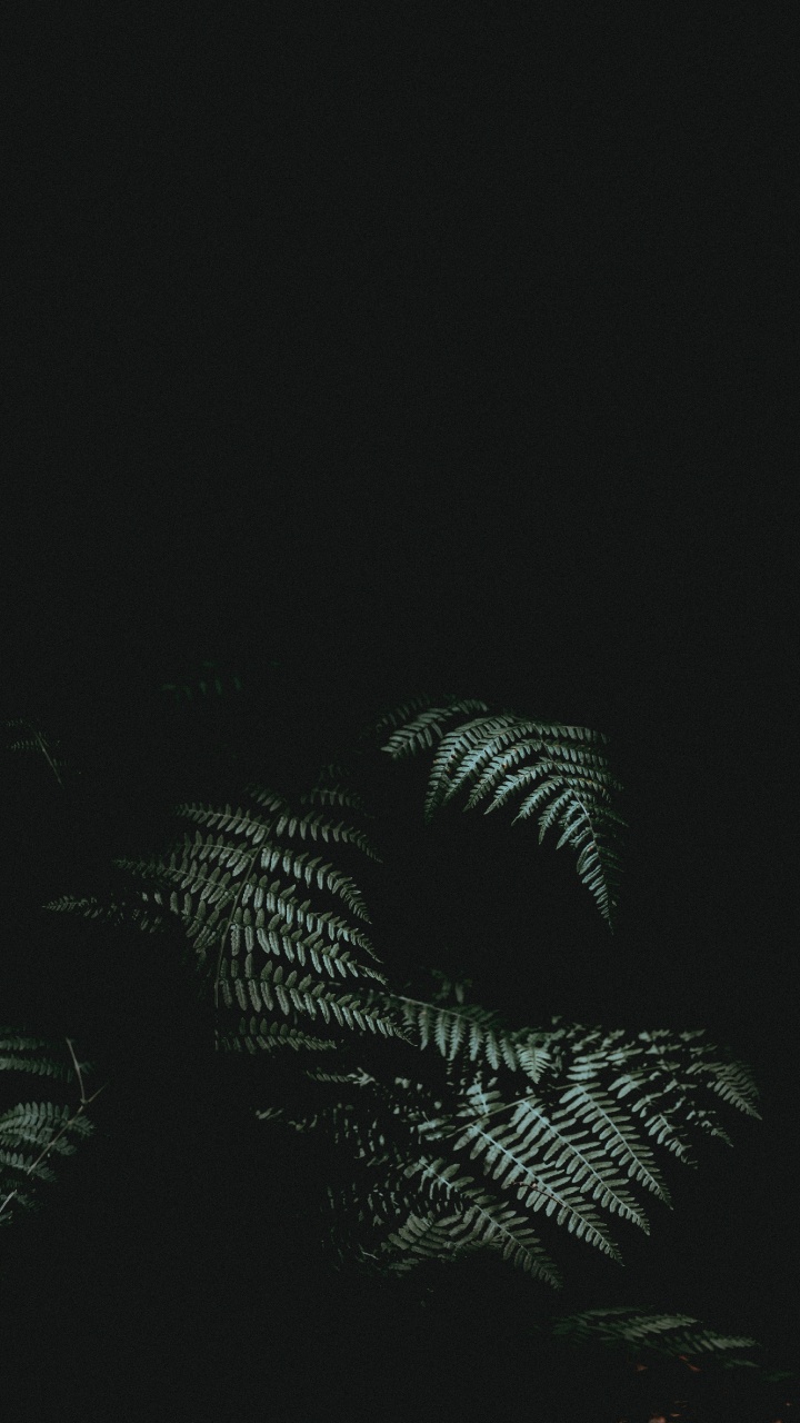 黑色的, 气氛, 天空, 黑色和白色的 壁纸 720x1280 允许