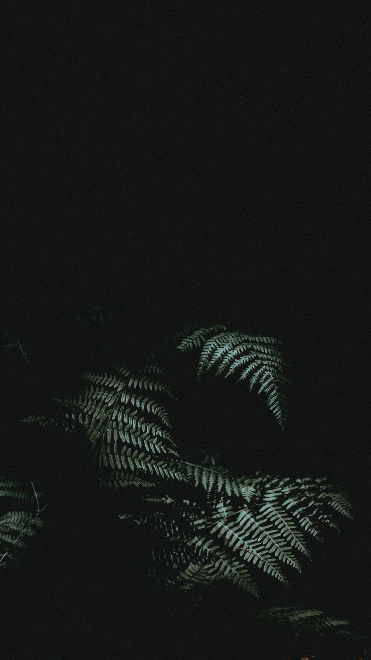 Black, Darkness, Atmosphere, Tree, Night. Wallpaper in 1440x2560 Resolution