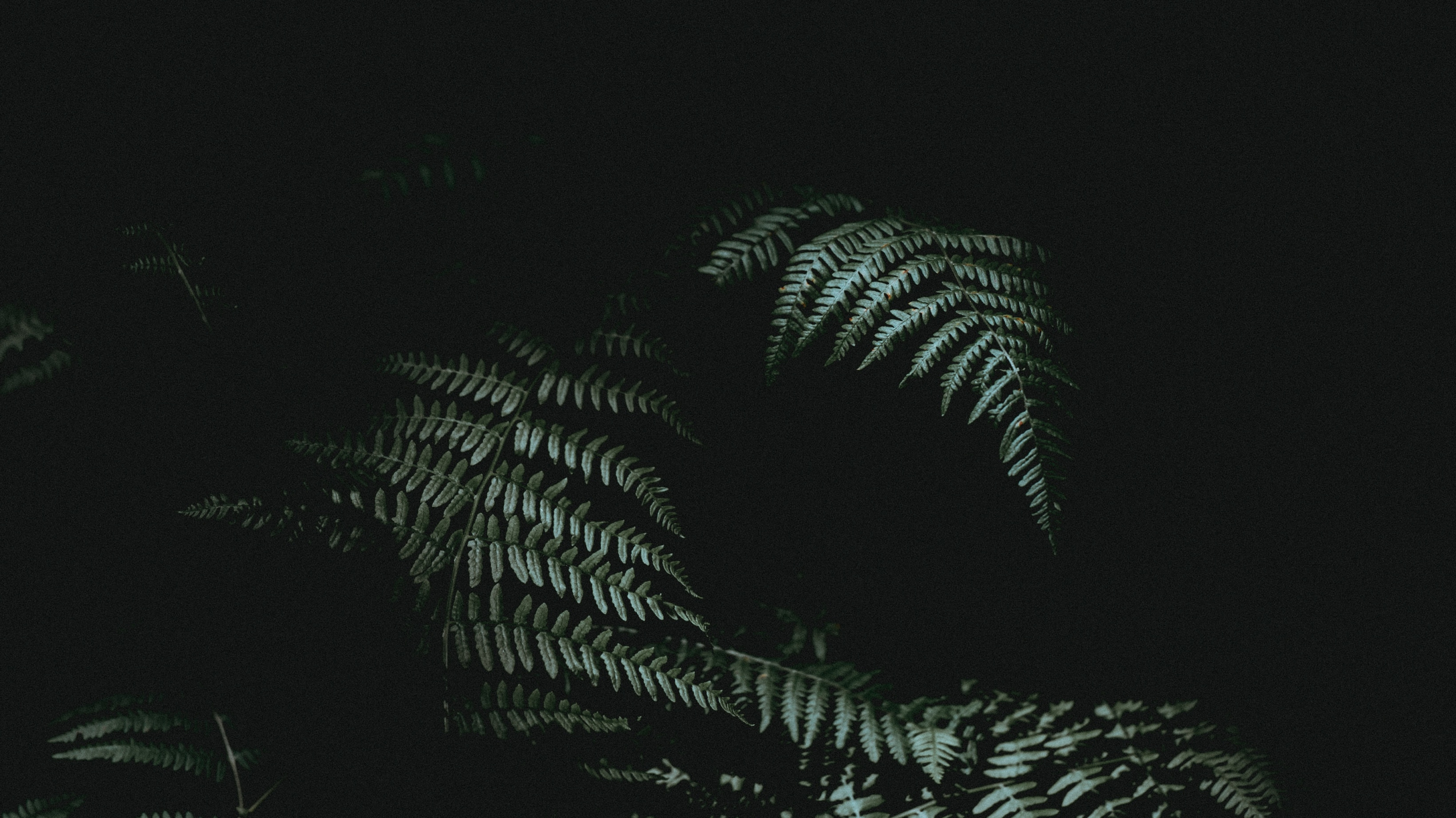 Black, Darkness, Atmosphere, Tree, Night. Wallpaper in 2560x1440 Resolution