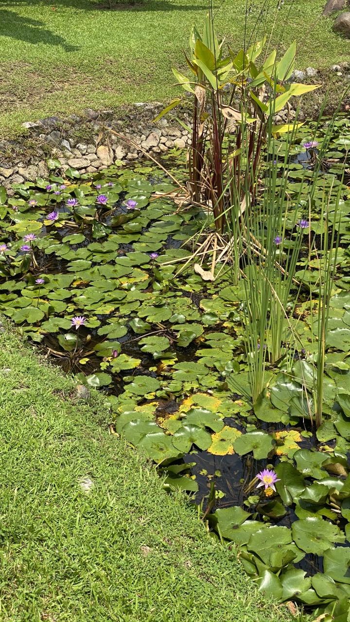 la Vegetación, Agua, la Cubierta Vegetal, la Botánica, Jardin. Wallpaper in 720x1280 Resolution