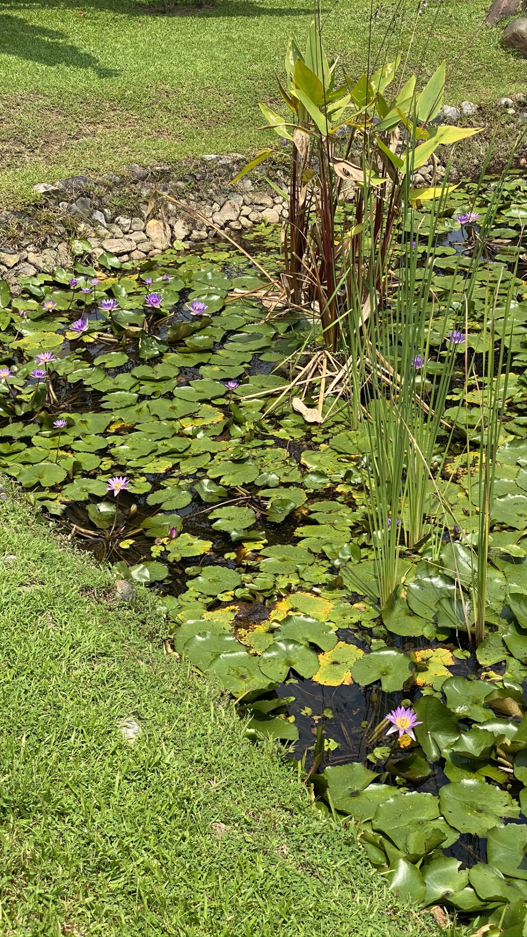 Végétation, Eau, Marécage, Feuille, Couvre-sol. Wallpaper in 1080x1920 Resolution