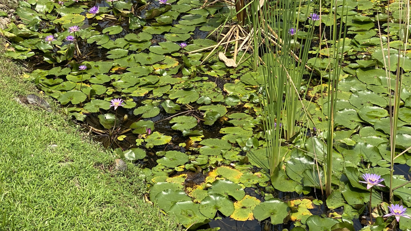 Végétation, Eau, Marécage, Feuille, Couvre-sol. Wallpaper in 1366x768 Resolution