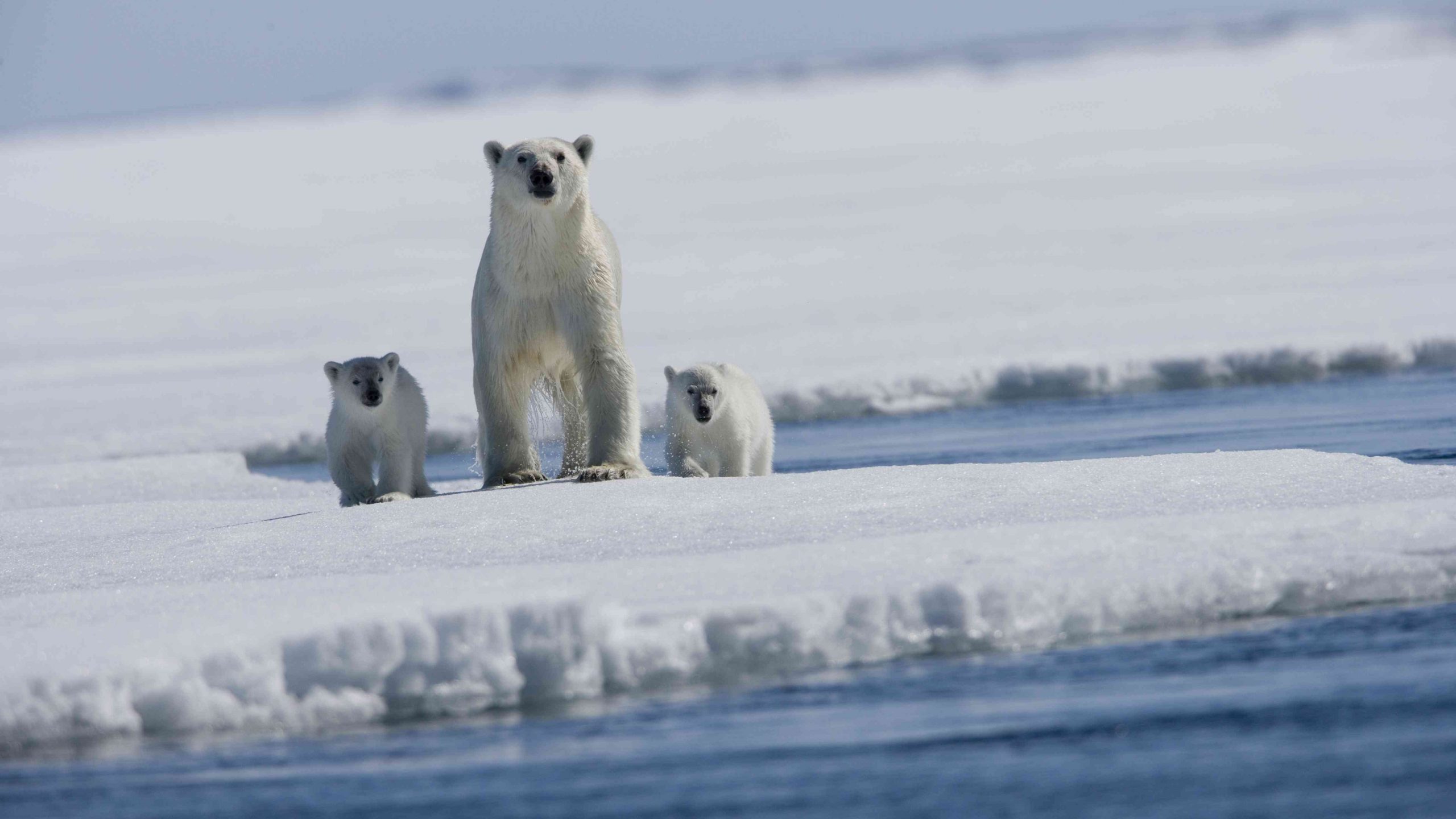 White Polar Bear on Snow Covered Ground During Daytime. Wallpaper in 2560x1440 Resolution