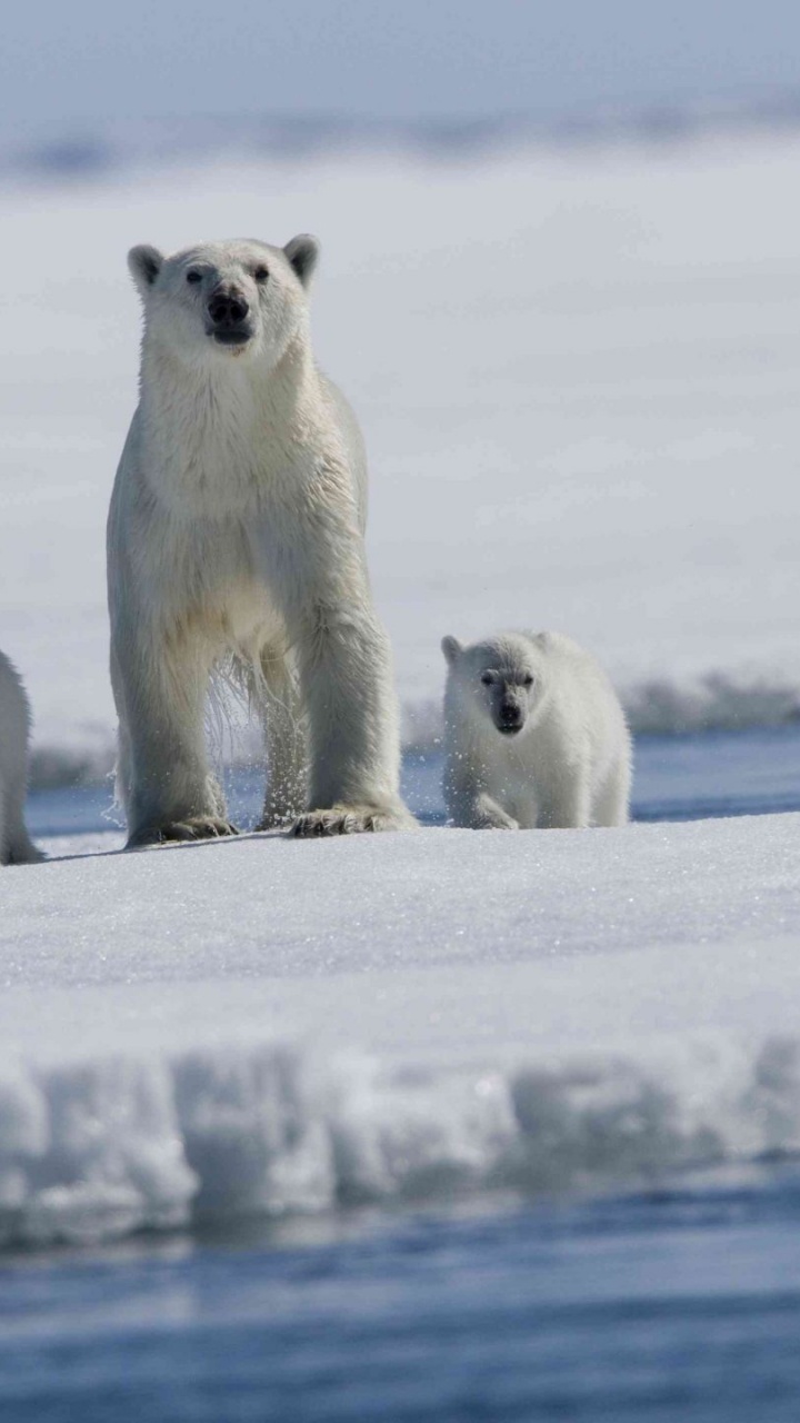 White Polar Bear on Snow Covered Ground During Daytime. Wallpaper in 720x1280 Resolution