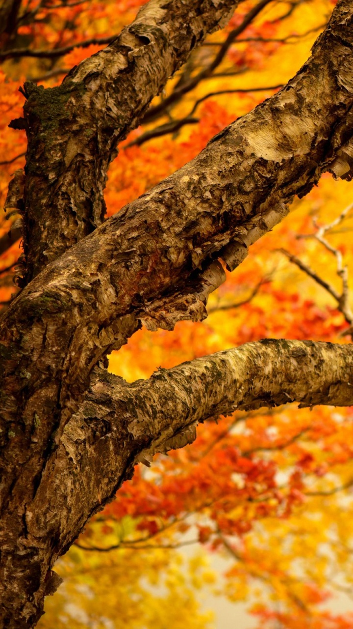 Brown Leaves on Tree Branch. Wallpaper in 720x1280 Resolution