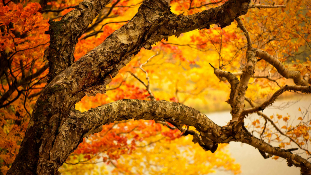 Feuilles Brunes Sur Une Branche D'arbre. Wallpaper in 1280x720 Resolution