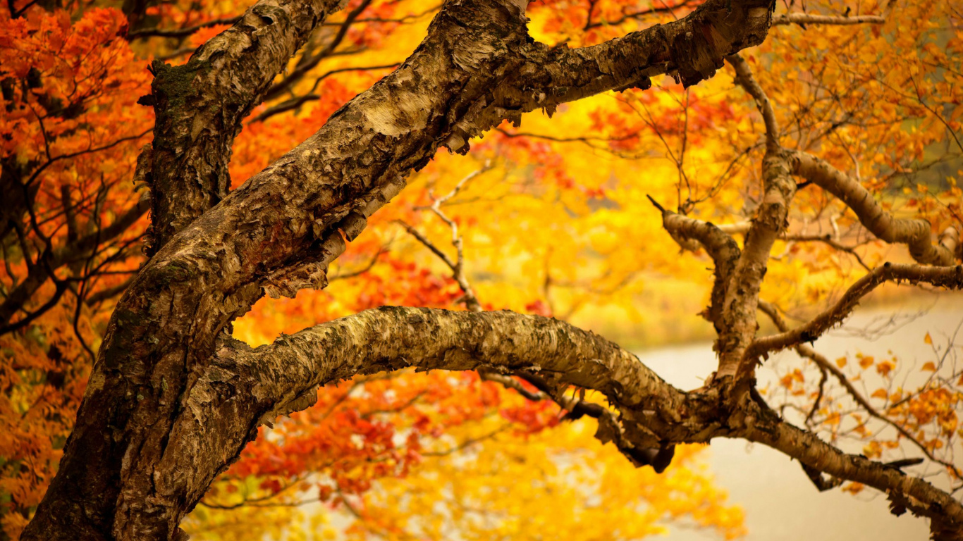 Feuilles Brunes Sur Une Branche D'arbre. Wallpaper in 1366x768 Resolution