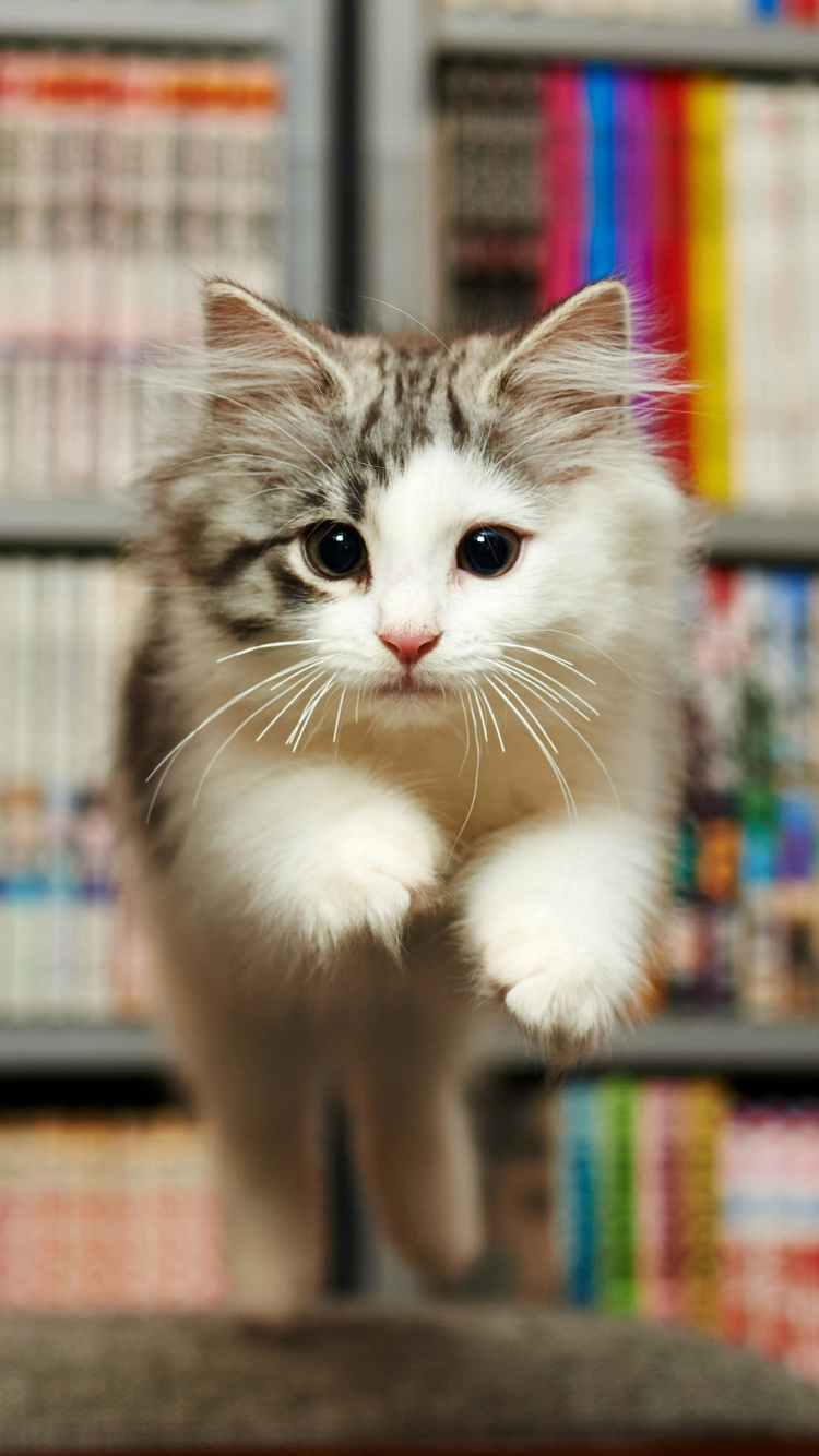 Backenbart, Perserkatze, Europäische Kurzhaar, Norwegische Waldkatze, Dogge. Wallpaper in 750x1334 Resolution