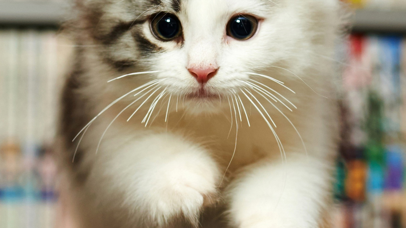 Moustache, Chat Persan, European Shorthair, Chat Norvégien de Forêt, Great Dane. Wallpaper in 1366x768 Resolution