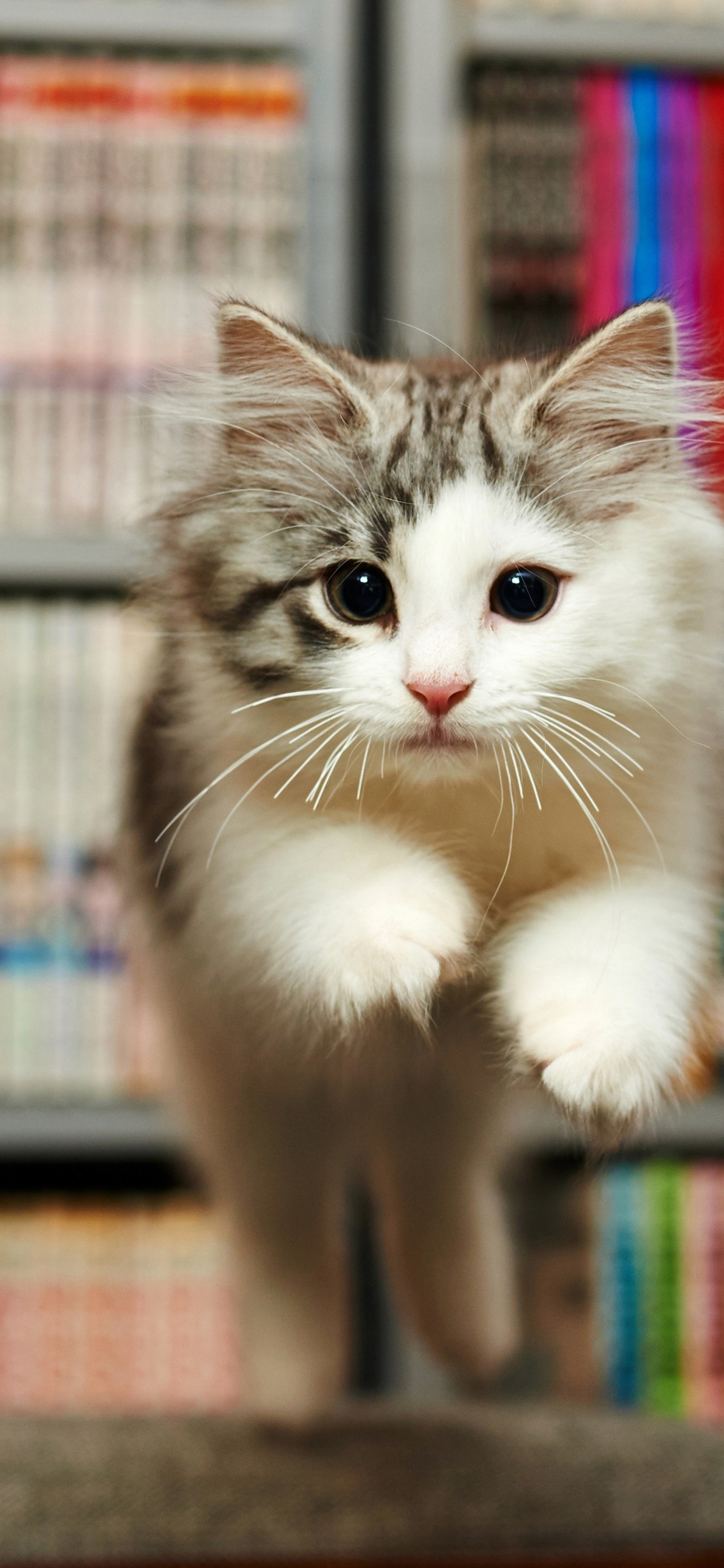 Whiskers, Persian Cat, European Shorthair, Norwegian Forest Cat, Great Dane. Wallpaper in 1125x2436 Resolution