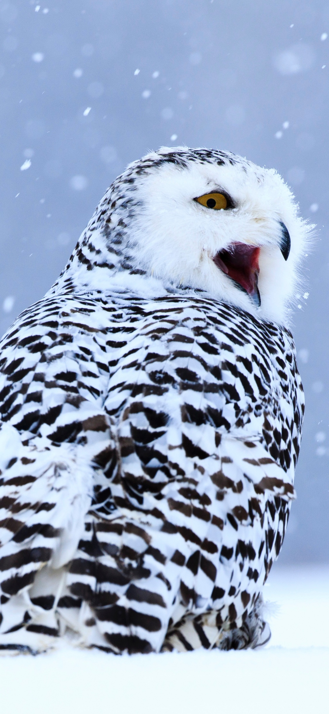 White and Black Owl on Snow Covered Ground During Daytime. Wallpaper in 1125x2436 Resolution