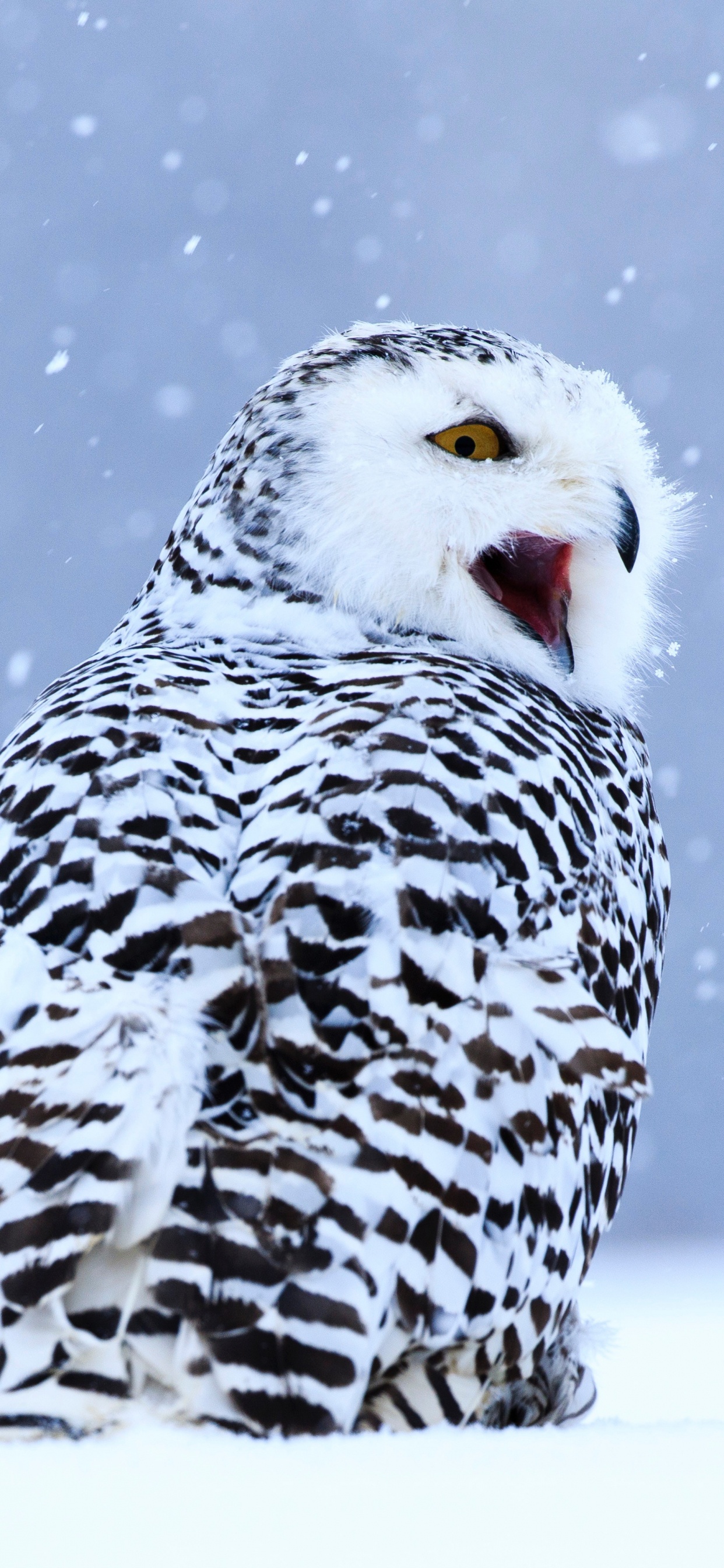 White and Black Owl on Snow Covered Ground During Daytime. Wallpaper in 1242x2688 Resolution