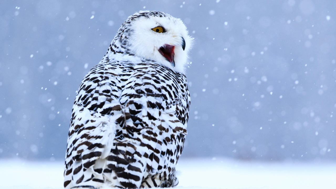 White and Black Owl on Snow Covered Ground During Daytime. Wallpaper in 1280x720 Resolution