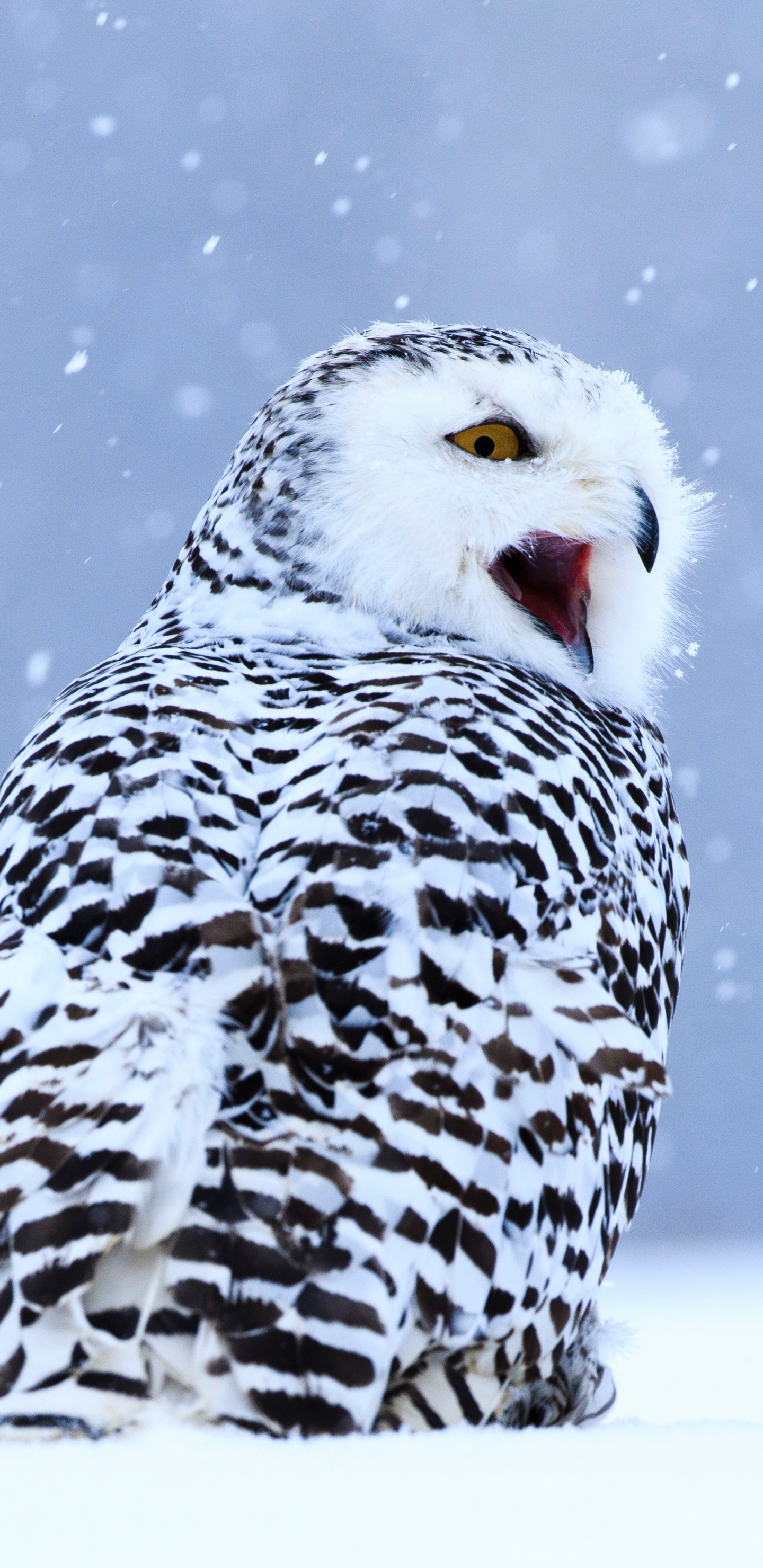 White and Black Owl on Snow Covered Ground During Daytime. Wallpaper in 1440x2960 Resolution