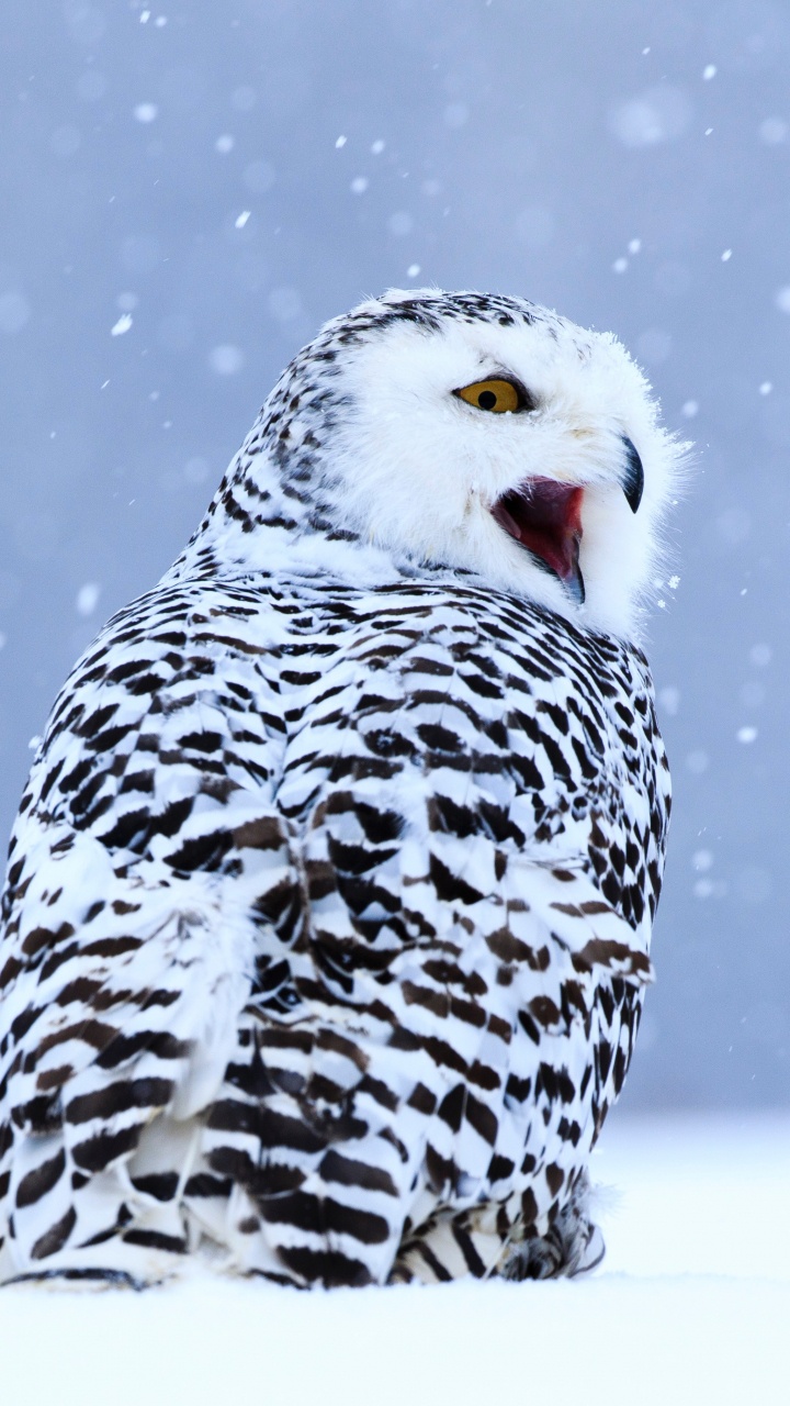 White and Black Owl on Snow Covered Ground During Daytime. Wallpaper in 720x1280 Resolution