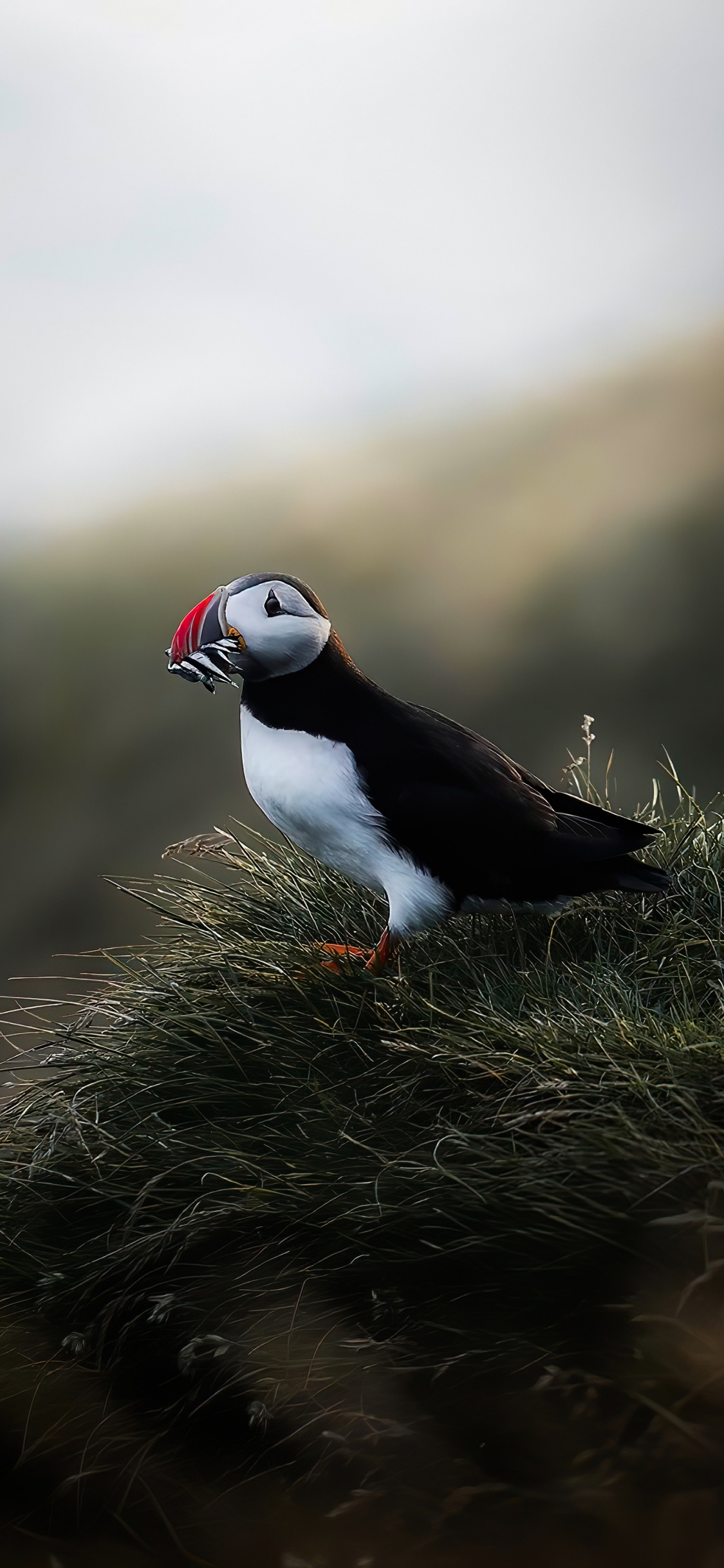 Beak, Puffins, Birds, Puffin, Auk. Wallpaper in 1125x2436 Resolution