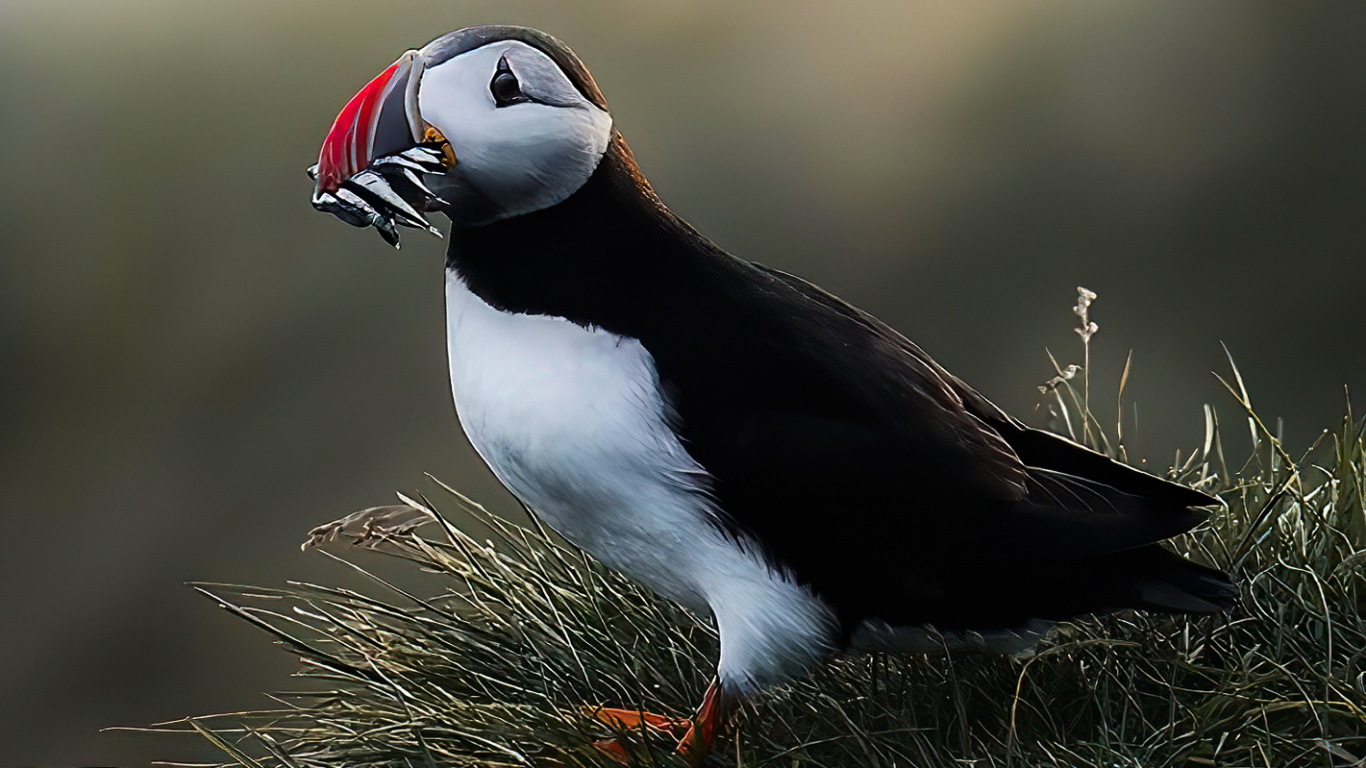 Beak, Puffins, Birds, Puffin, Auk. Wallpaper in 1366x768 Resolution