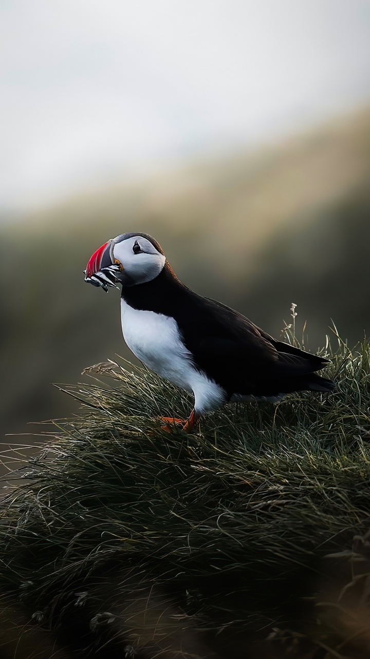 Beak, Puffins, Birds, Puffin, Auk. Wallpaper in 720x1280 Resolution