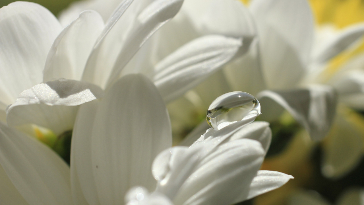 White Lily in Bloom Macro Photo. Wallpaper in 1280x720 Resolution