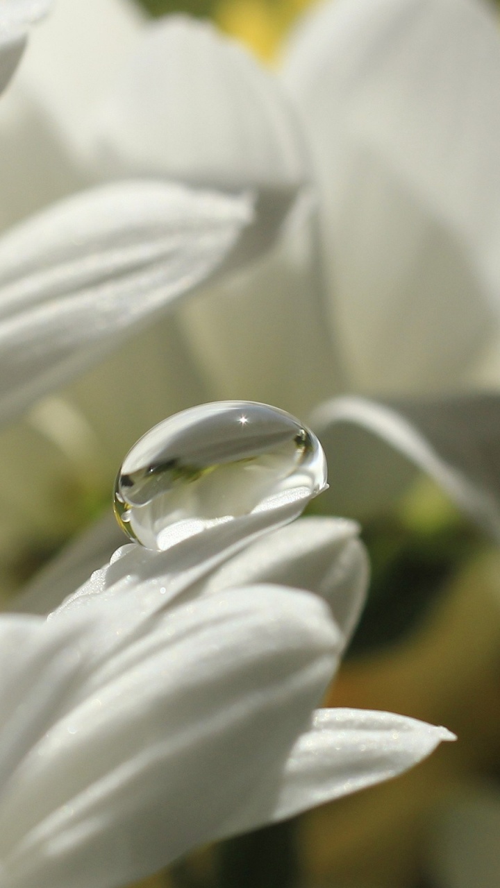 White Lily in Bloom Macro Photo. Wallpaper in 720x1280 Resolution