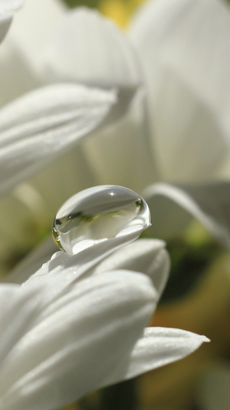 白色, 弹簧, 开花, 花艺, 菌群 壁纸 750x1334 允许