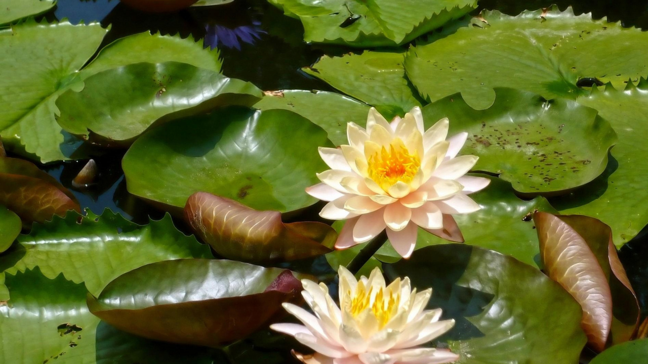 Fleur de Lotus Blanc Sur L'eau. Wallpaper in 1280x720 Resolution
