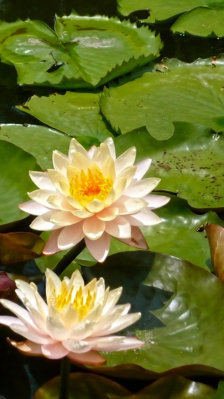 莲家庭, 莲, 菌群, 植被, 观赏植物 壁纸 750x1334 允许