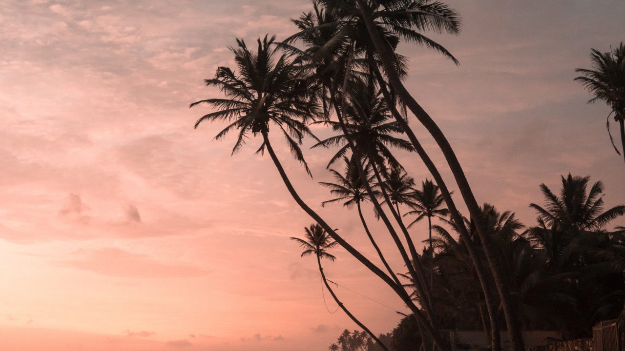 Palm Trees Sunset, Sunset, Coconut, Palm Trees, Cloud. Wallpaper in 1280x720 Resolution