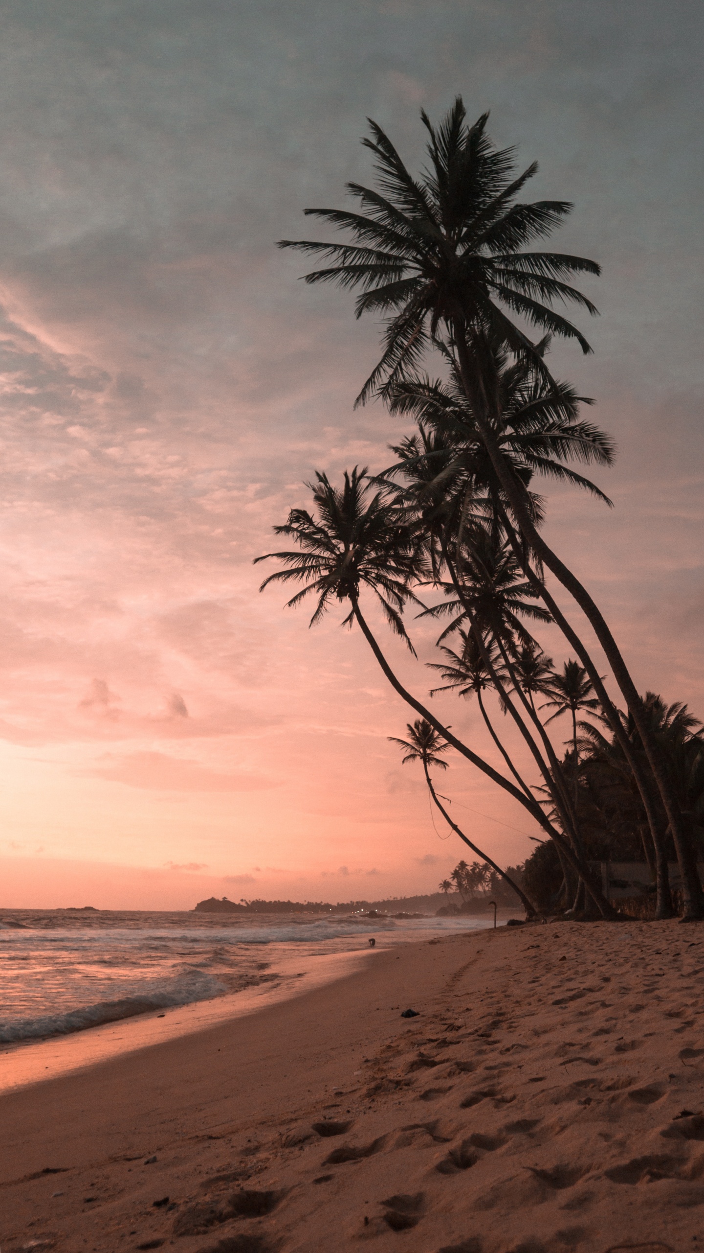 Palmeras Atardecer, Puesta, Coco, Palmera, Agua. Wallpaper in 1440x2560 Resolution