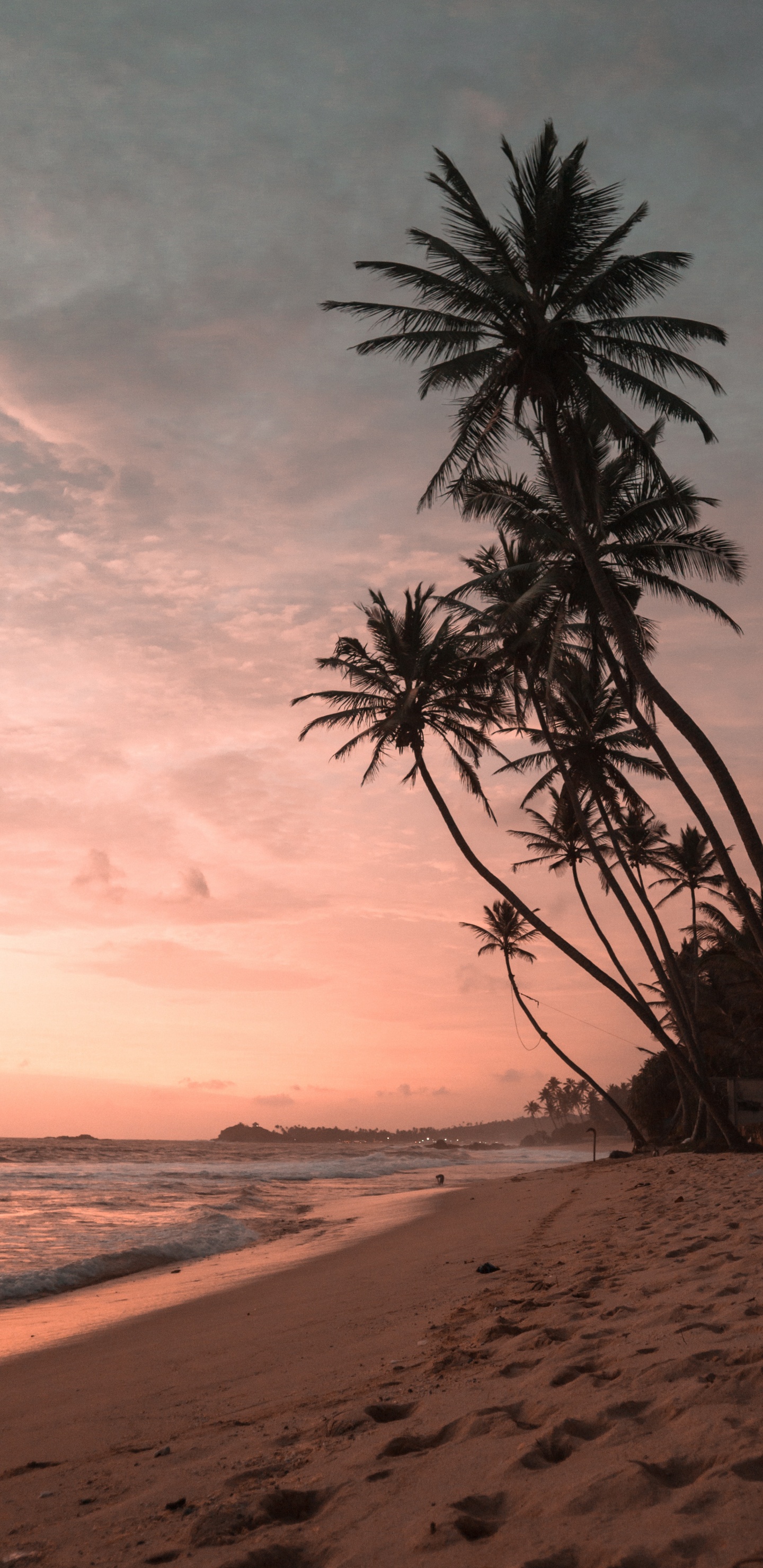 Palmeras Atardecer, Puesta, Coco, Palmera, Agua. Wallpaper in 1440x2960 Resolution