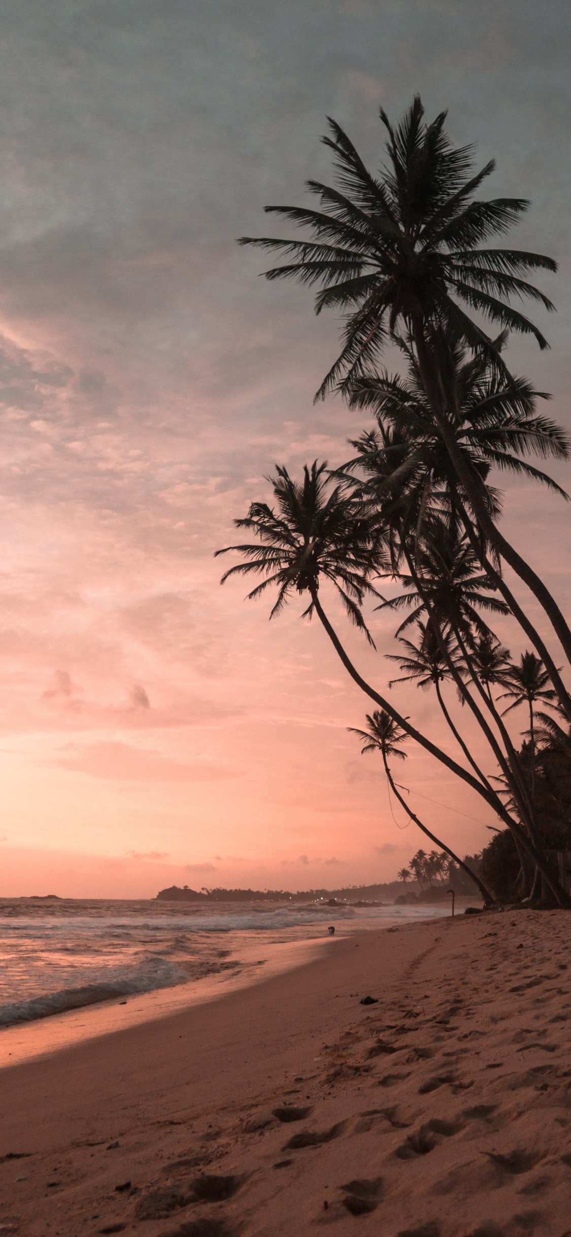 Palmiers Coucher de Soleil, Coco, Palmier, Eau, Afterglow. Wallpaper in 1125x2436 Resolution