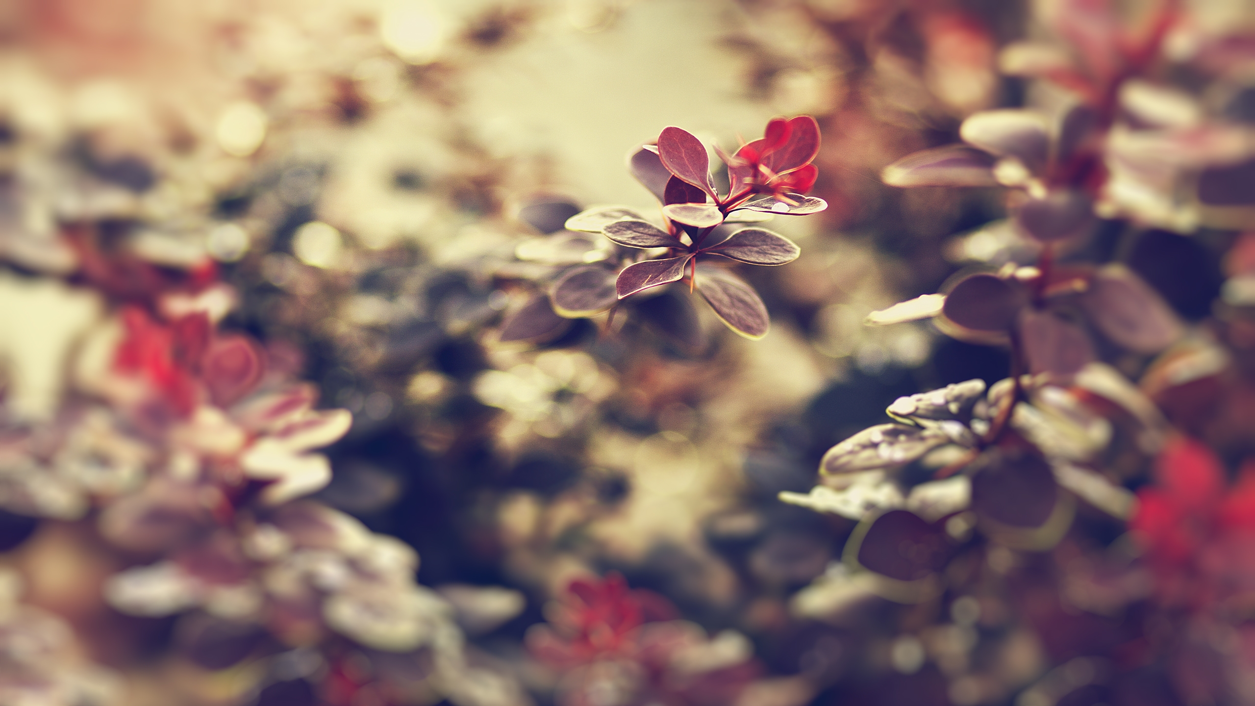 White and Red Flowers in Tilt Shift Lens. Wallpaper in 2560x1440 Resolution