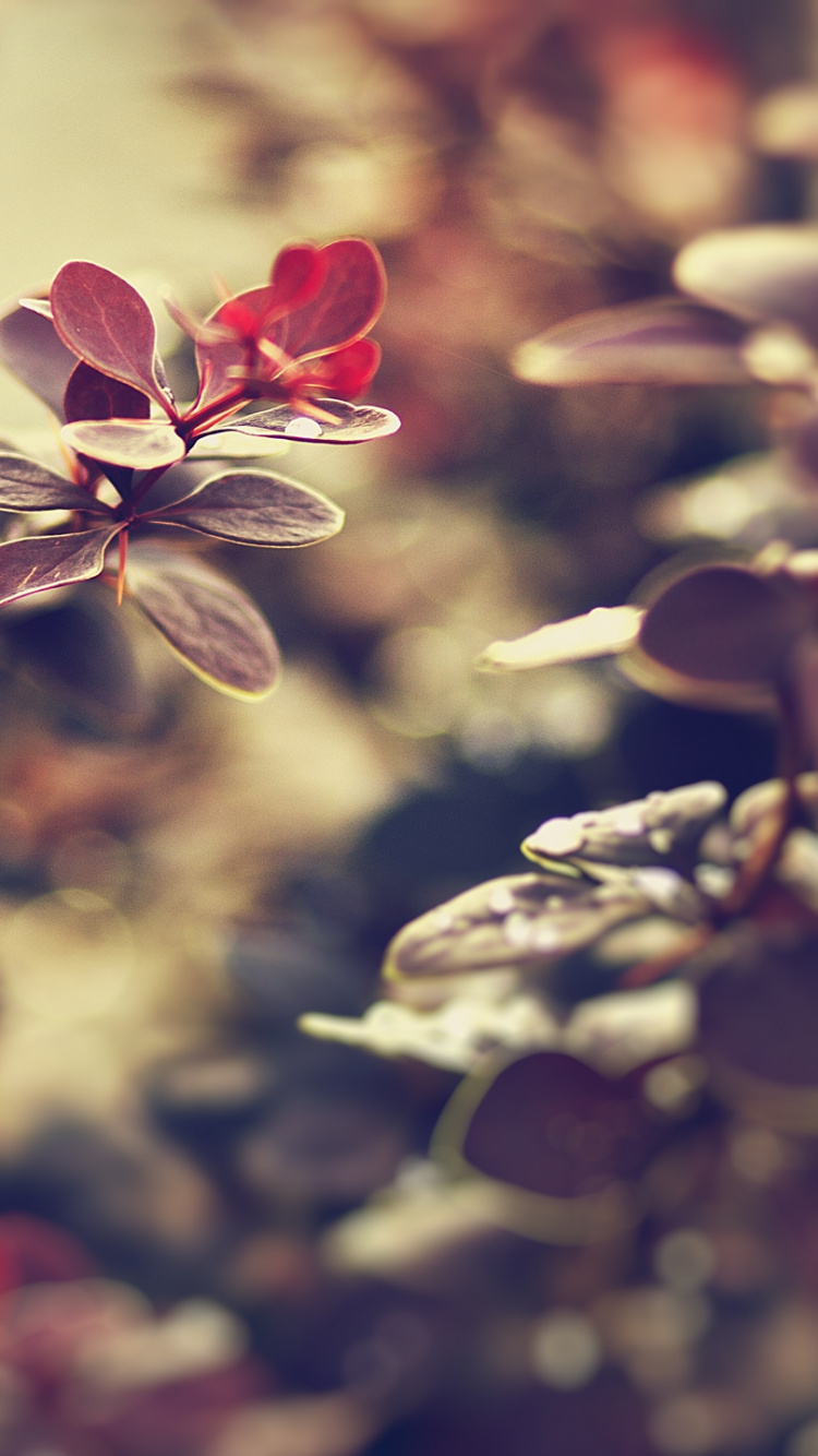 Weiße Und Rote Blumen im Tilt-Shift-Objektiv. Wallpaper in 750x1334 Resolution