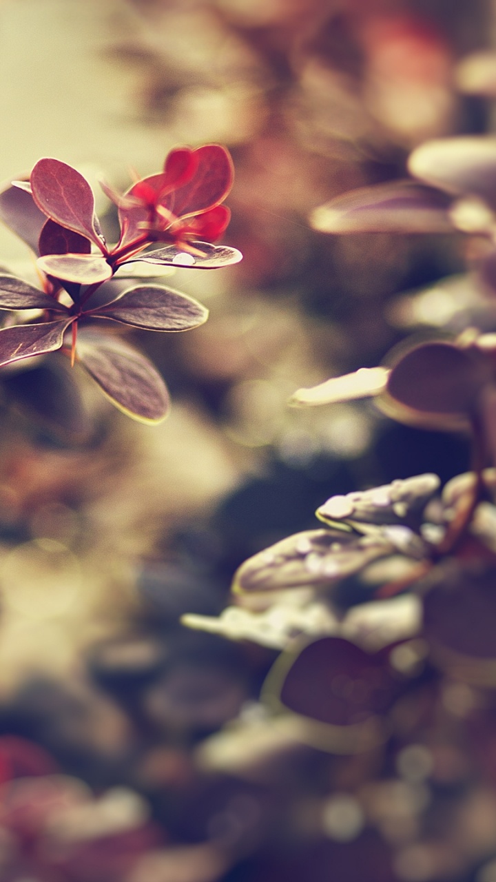 弹簧, 开花, 绽放, 菌群, 阳光 壁纸 720x1280 允许