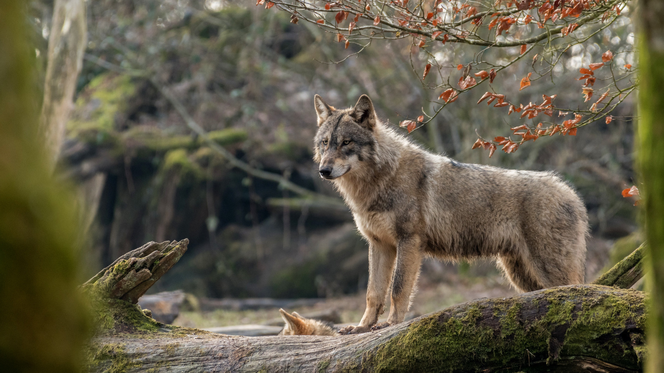 Gray Wolf on Green Grass During Daytime. Wallpaper in 1366x768 Resolution