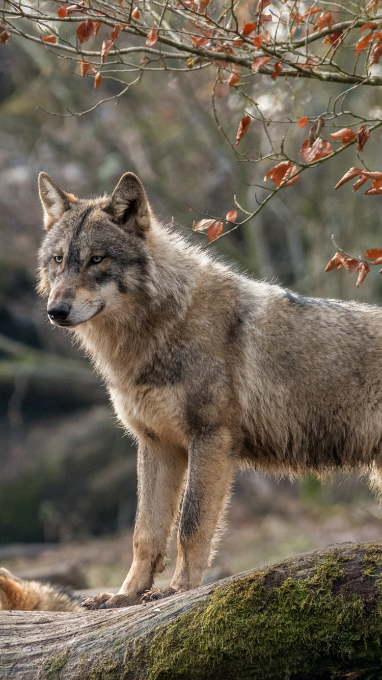 狼, 野生动物, 土狼, 森林, 北极狼 壁纸 750x1334 允许