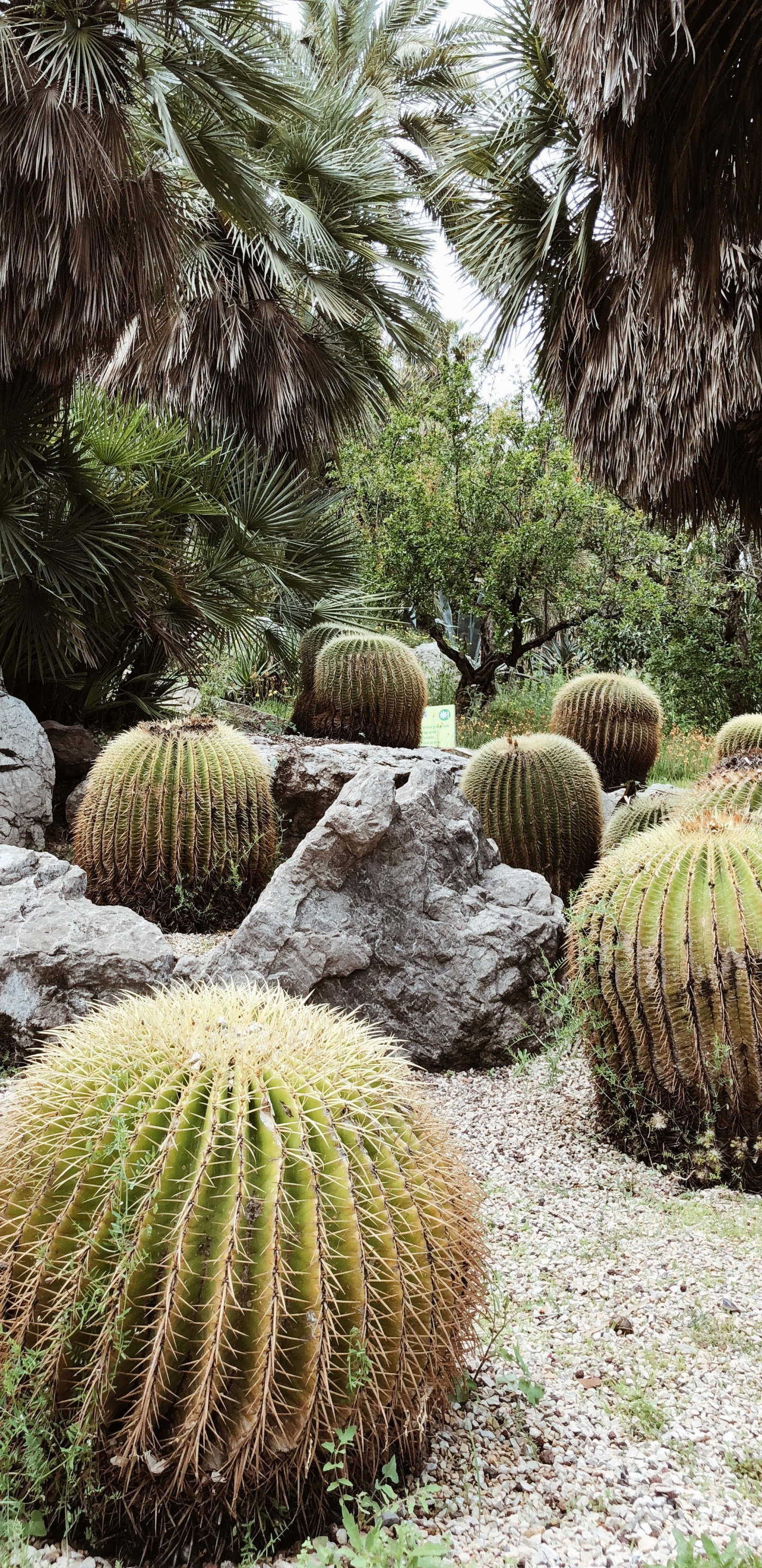 la Vegetación, Arbustos, el Jardín Botánico De, Bioma, Verde. Wallpaper in 1440x2960 Resolution