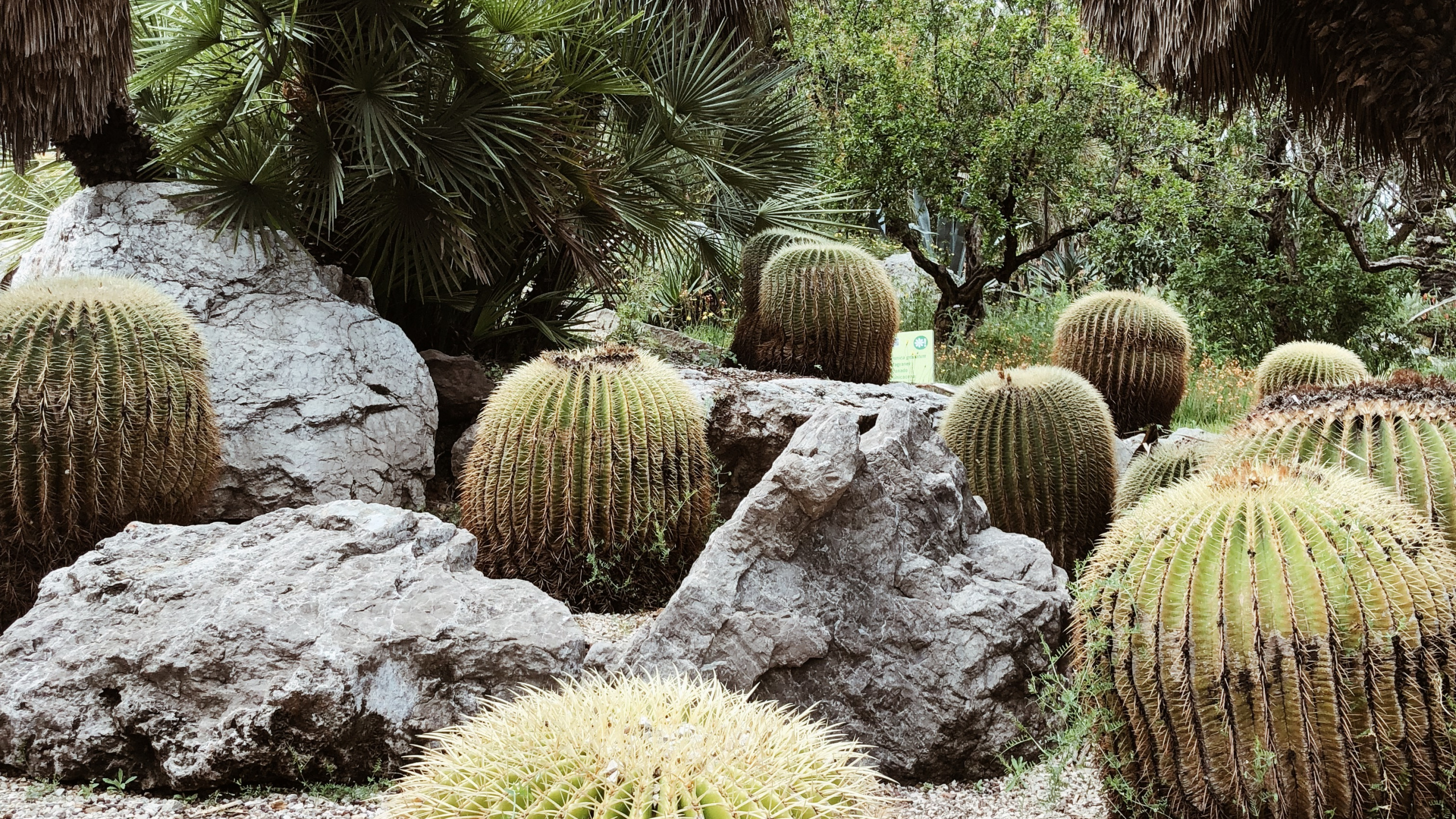 la Vegetación, Arbustos, el Jardín Botánico De, Bioma, Verde. Wallpaper in 2560x1440 Resolution