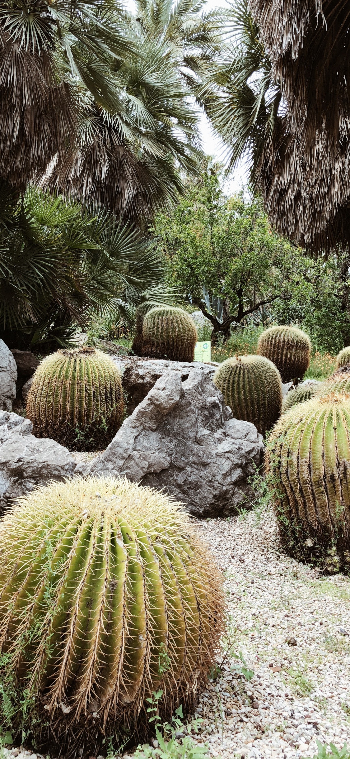 Vegetation, Shrubland, Botanical Garden, Grasses, Biome. Wallpaper in 1125x2436 Resolution