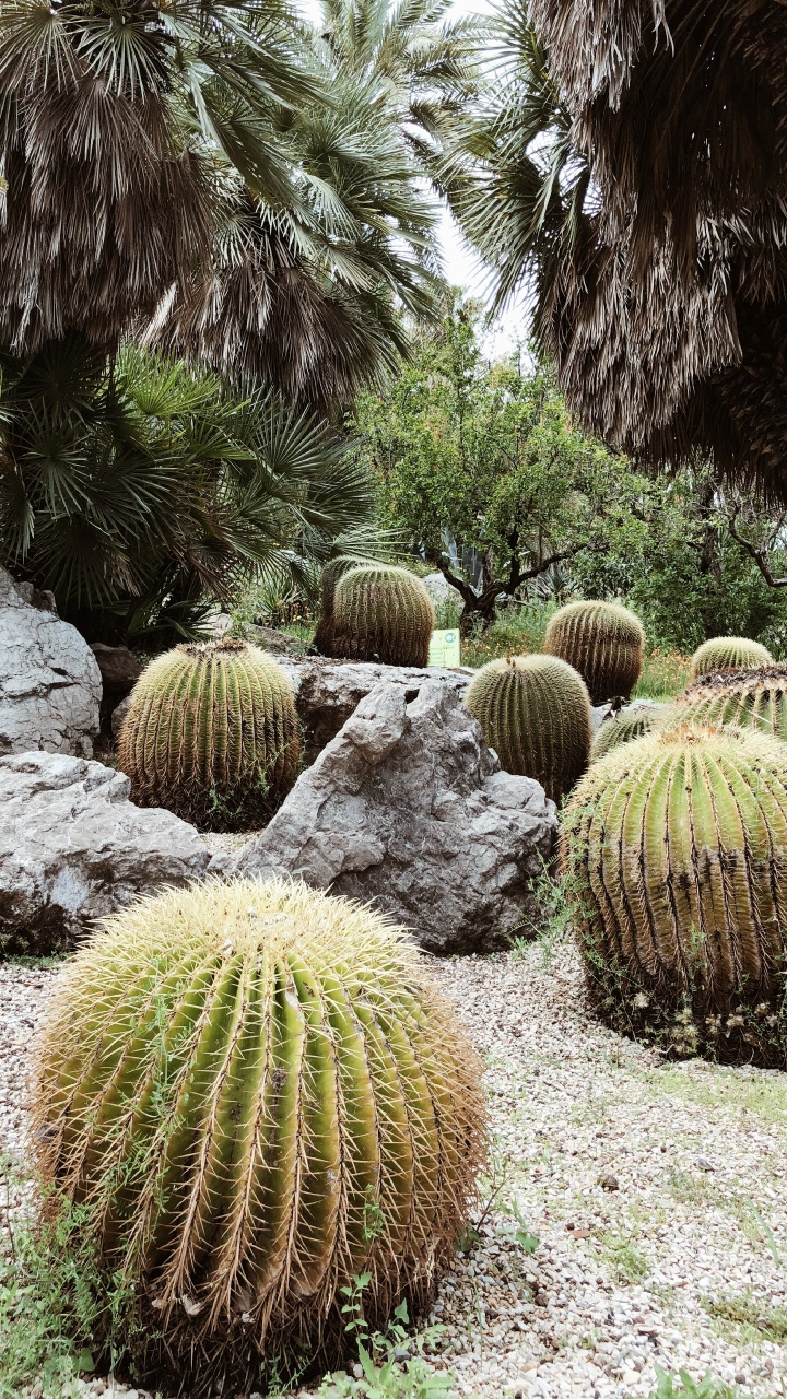 Vegetation, Shrubland, Botanical Garden, Grasses, Biome. Wallpaper in 720x1280 Resolution
