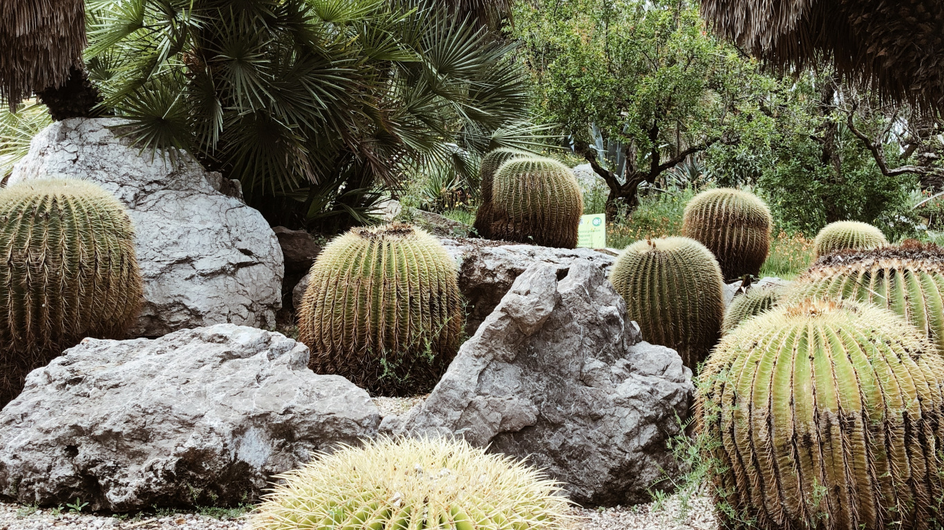 植被, 植物园, 生物群落, 绿色的, 植物群 壁纸 1366x768 允许