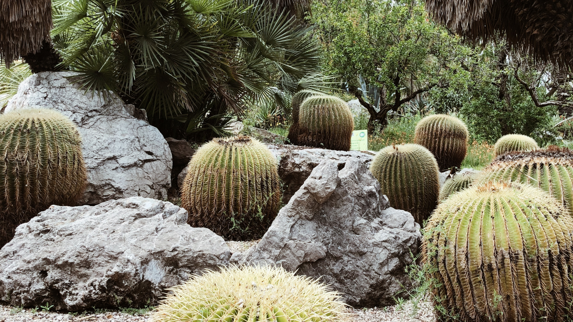 植被, 植物园, 生物群落, 绿色的, 植物群 壁纸 1920x1080 允许