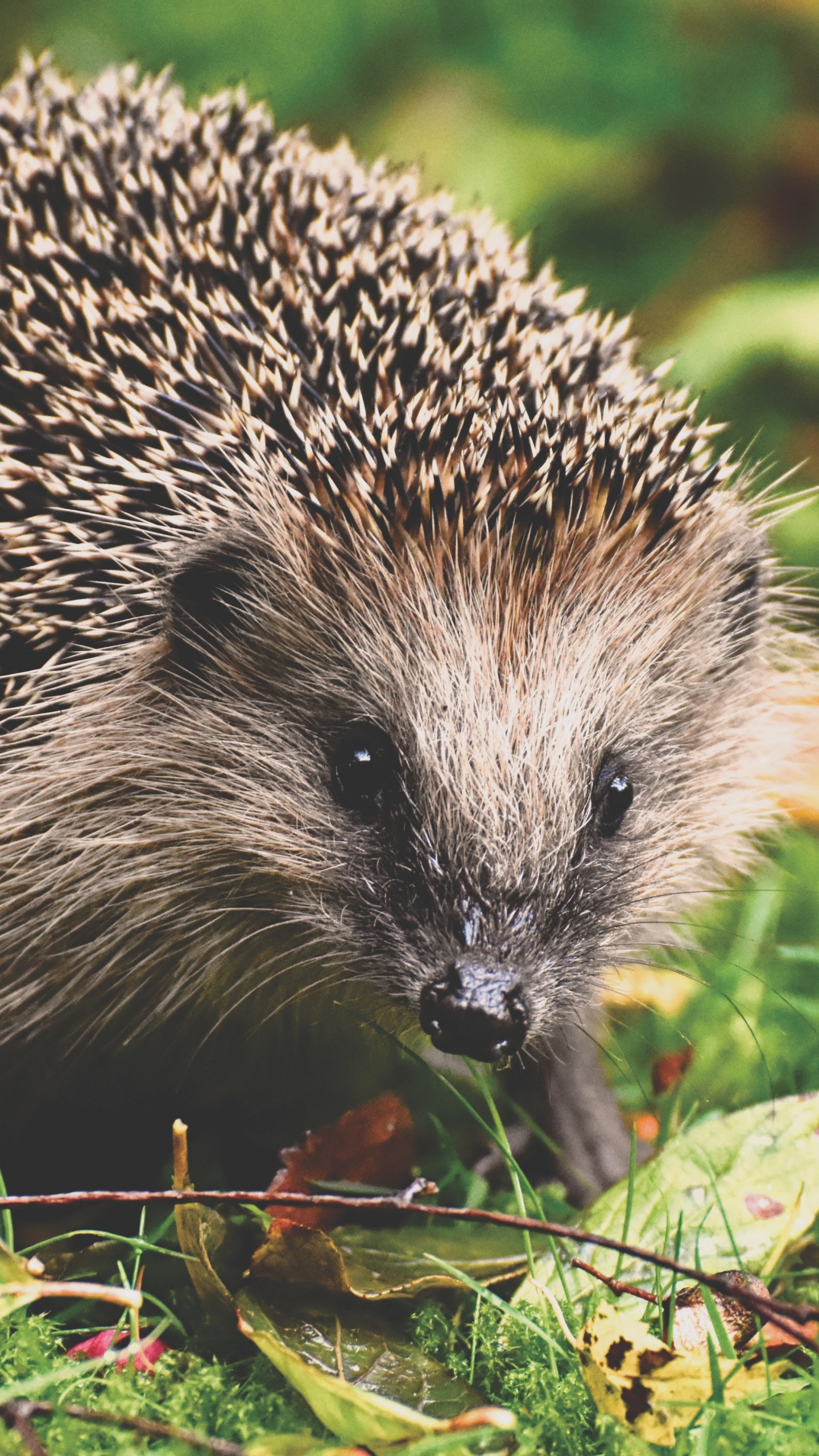 Black and White Hedgehog on Green and Red Leaves. Wallpaper in 1440x2560 Resolution