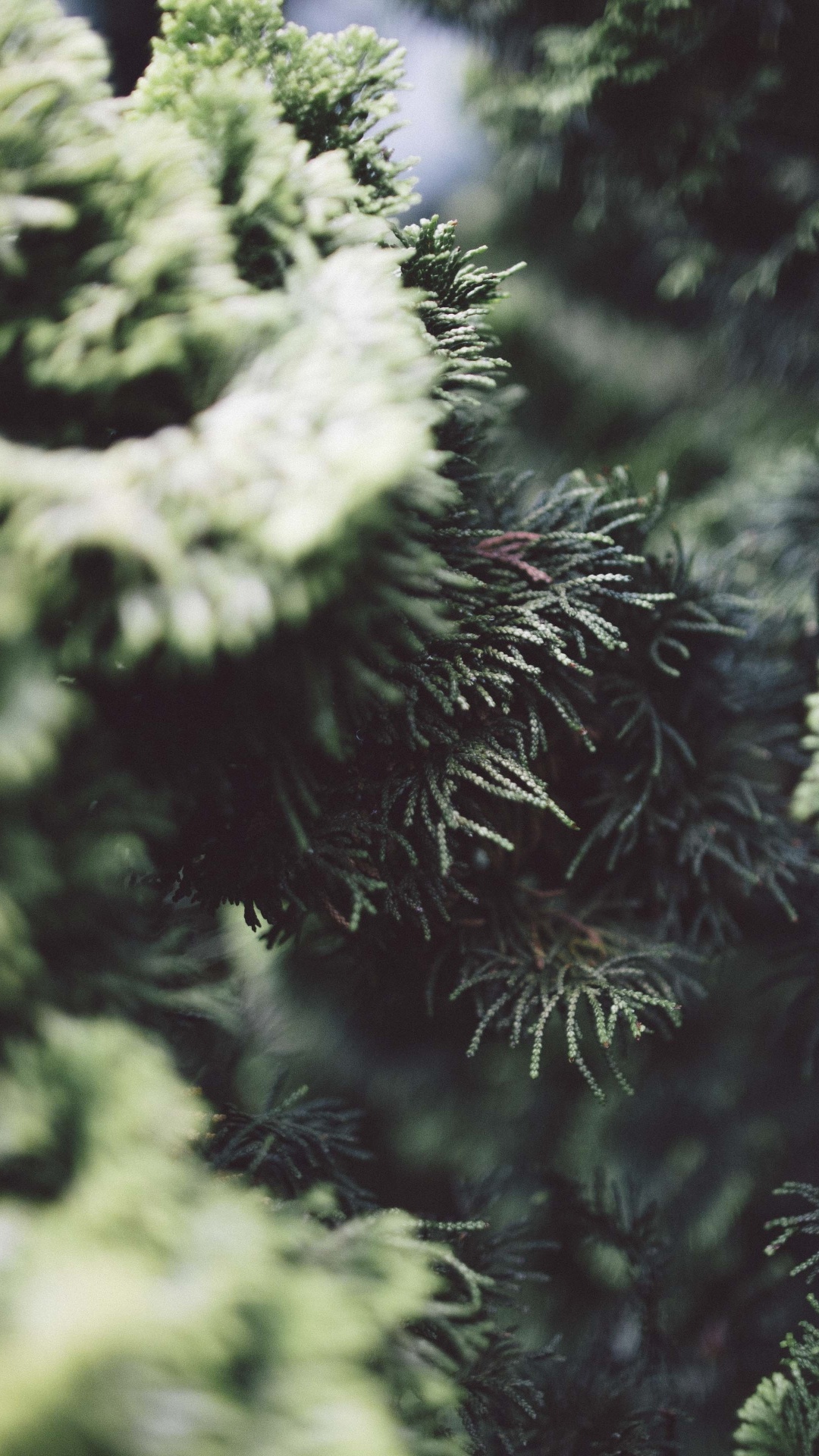 Green Pine Tree in Close up Photography. Wallpaper in 1080x1920 Resolution